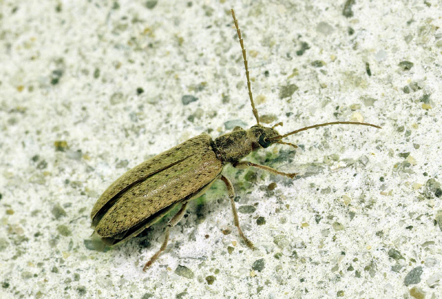 Oedemeridae: Sparedrus orsinii